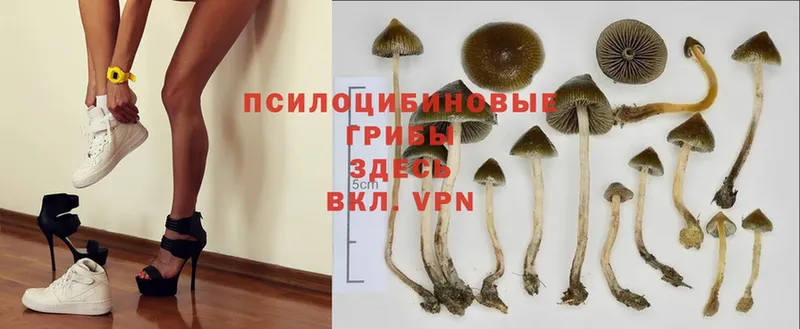 Псилоцибиновые грибы Cubensis  где найти   Ворсма 